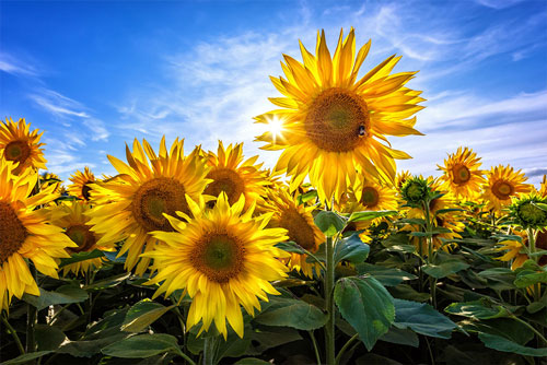 sunflowers